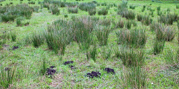 Swamp grass, Anläggningen, gräs, gräs, knippen av gräs, träsket, Moor
