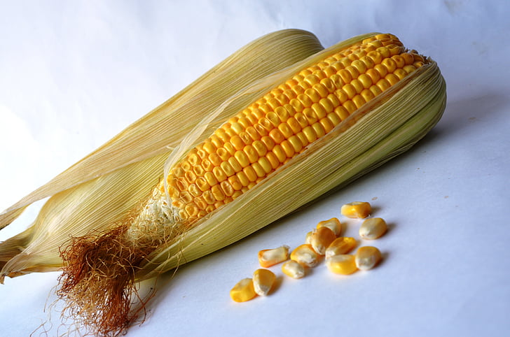 kukurūzų, kukurūzų, daržovės, grūdų, organinių, derliaus, mityba