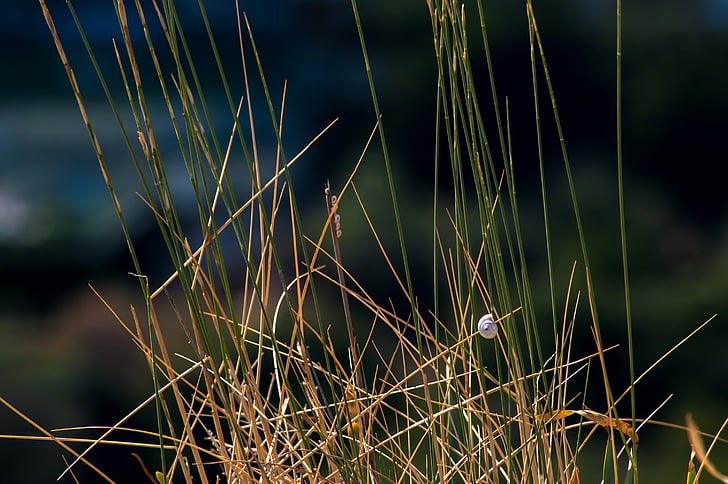 shell, grass, nature, plant