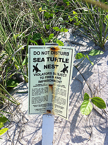 semn, plajă, broaste testoase, Poster, notificare, Florida