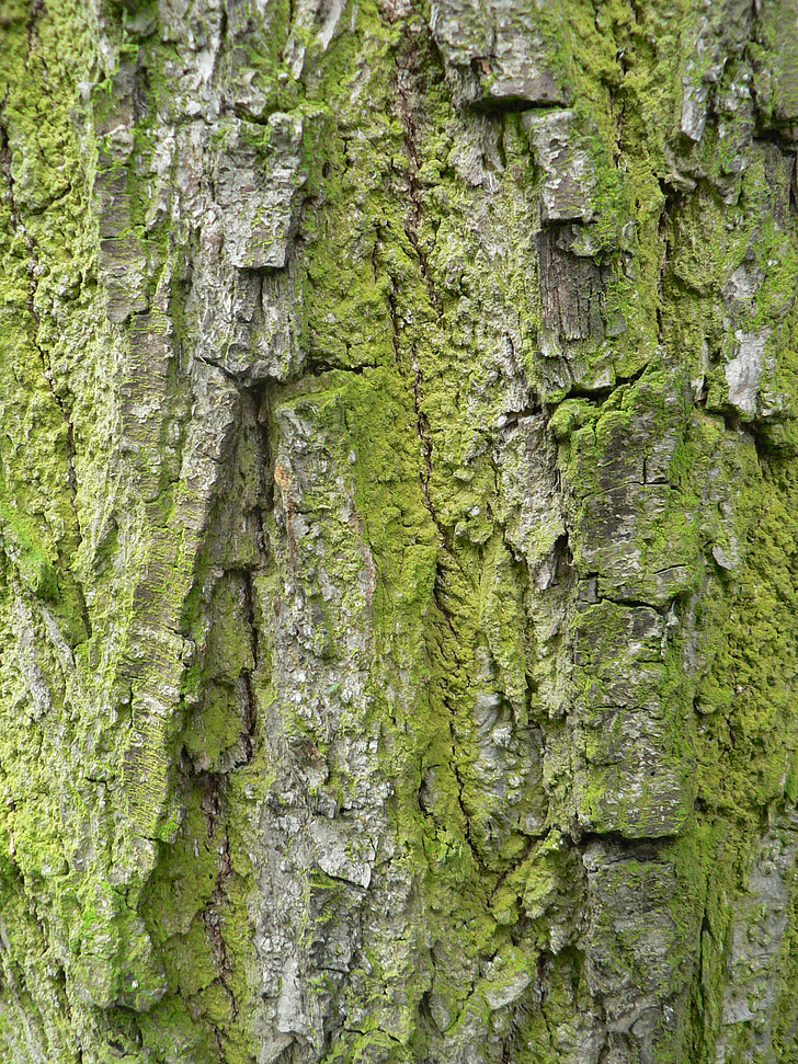Barken, träd, Moss, faktura, trunk