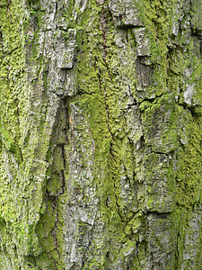 the bark, tree, moss, invoice, trunk