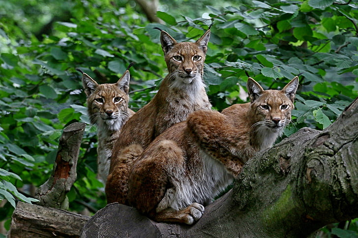 groep, lynx, familie