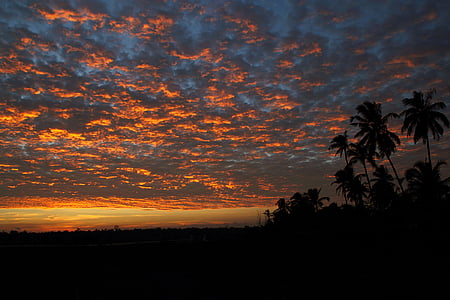 backlit, clouds, cloudy, coconut trees, dark, dawn, dusk