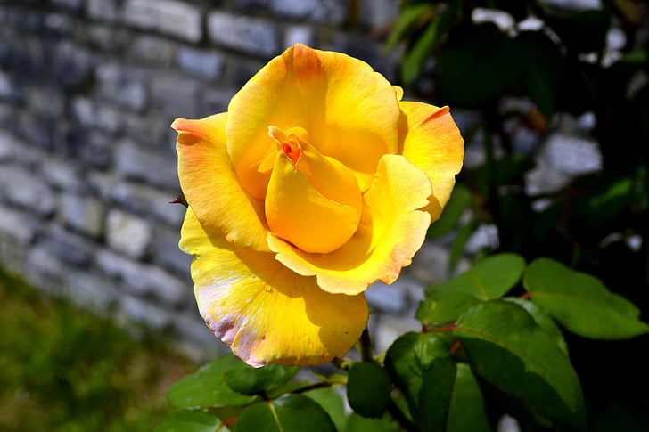 yellow, rose, flower, nature, floral, green, petal