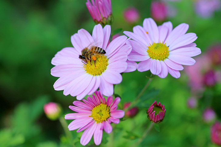 Cosmo, abelha, flores, plantas, -de-rosa, Tabitha, natureza