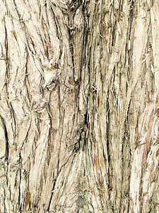 arbre, escorça, fusta, sec, textura