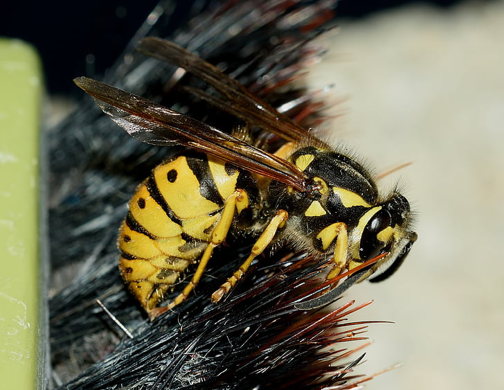 yaban arısı, Vespula, Germanica, Makro