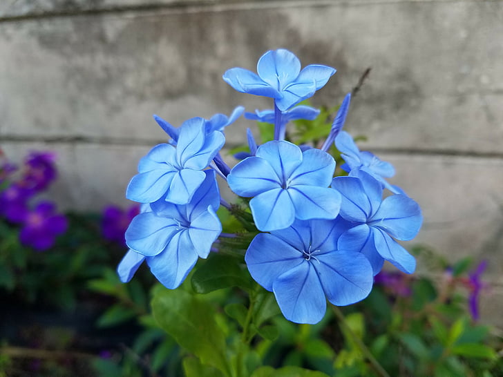 daze azul, flores, azul, flor, flor, planta, jardim
