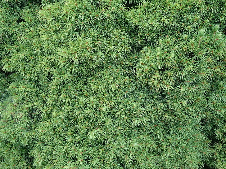 needles, conifer, close up, plant, nature, many, pattern