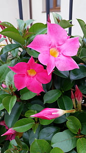λουλούδι, το dipladenia, Mandevilla, ροζ, φυτό