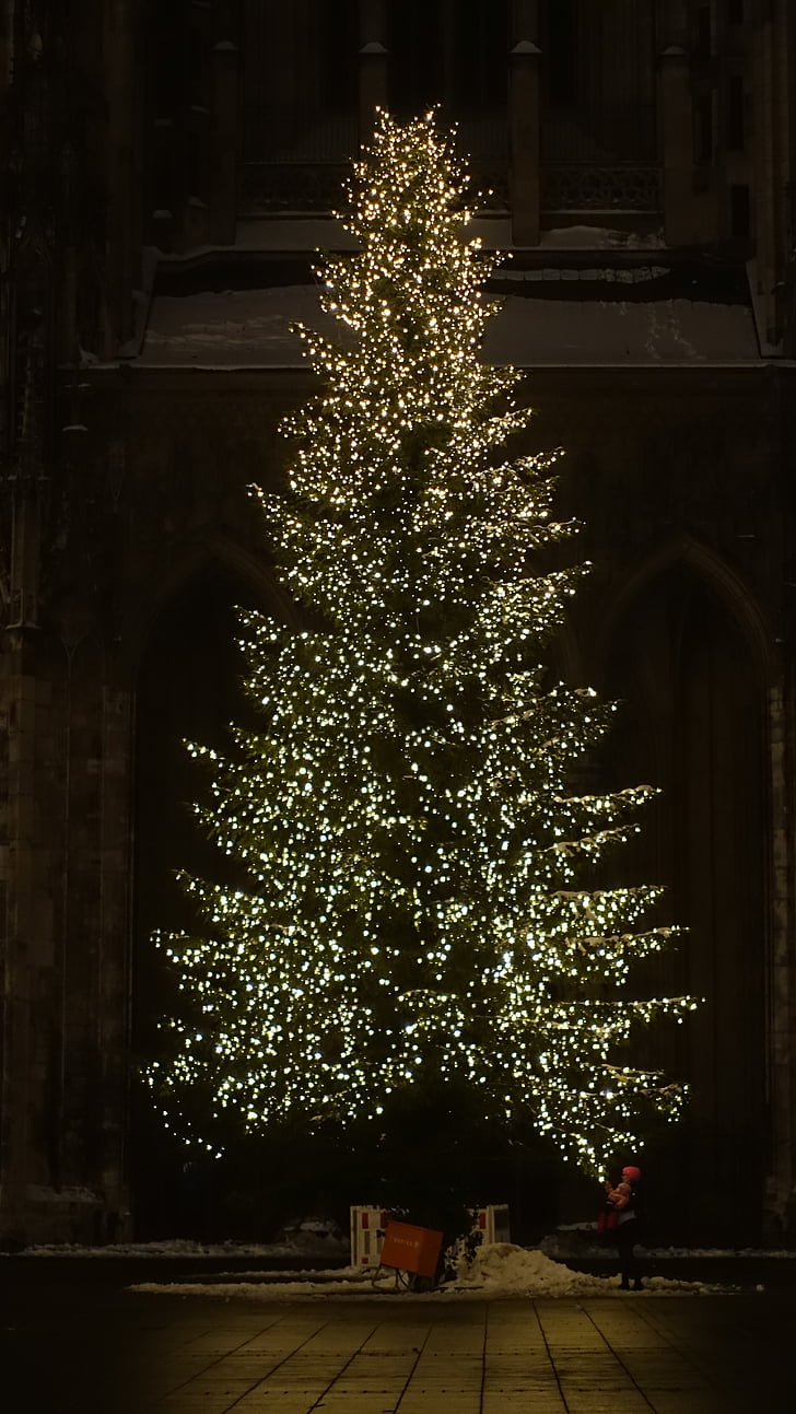 christmas tree, christmas, night, fir