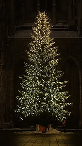 christmas tree, christmas, night, fir
