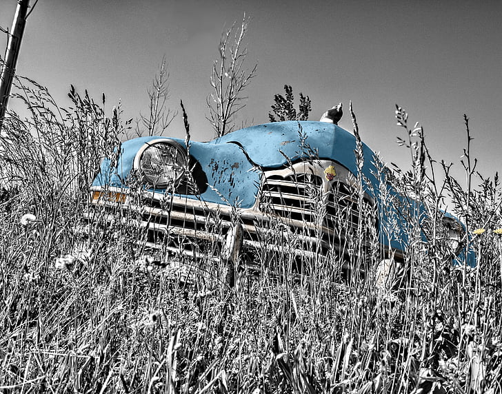 stående, maleri, blå, gresset, Oldtimer, bil, Vintage