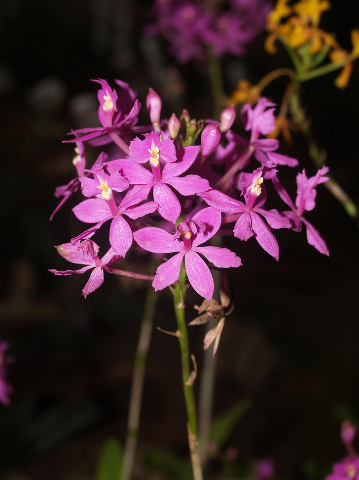 orchidea, fiore, luminoso, viola, crescita, decorazione, Bud