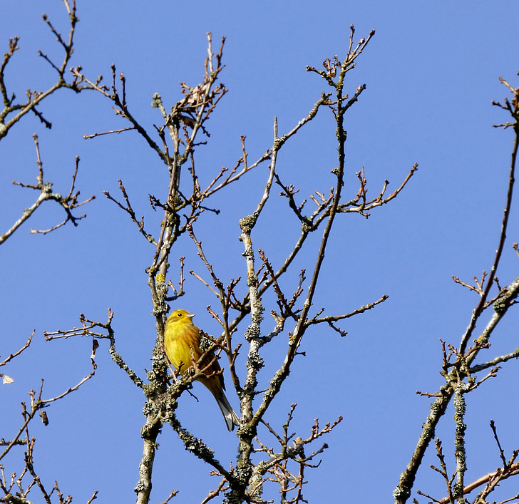 Жълта овесарка, птица, Treetop, синьо небе