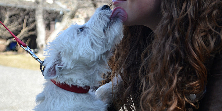 Westie, câine, săruturi, în aer liber, în afara, Terrier, animal de casă