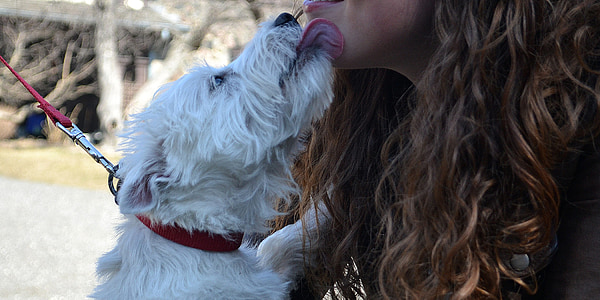 Westie, hunden, kyss, utendørs, utenfor, Skrekkelig, kjæledyr