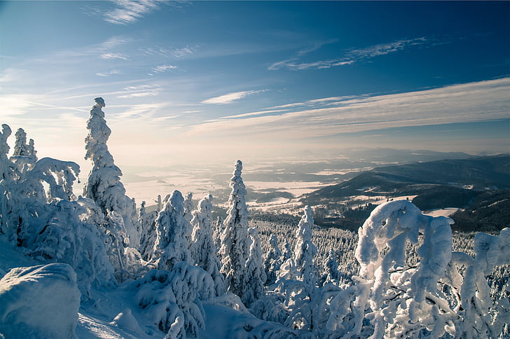 arbre, recoberts amb, neu, dia, temps, paisatge, muntanyes