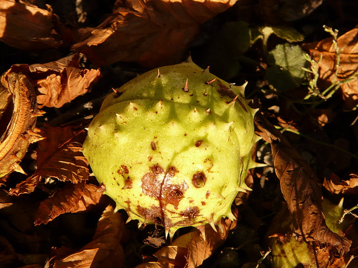 chestnut, buckeye, fruit, concerns, ground, collect, autumn
