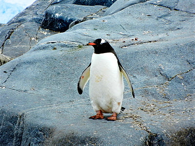black, white, penguin, standing, rock, bird, aquatic