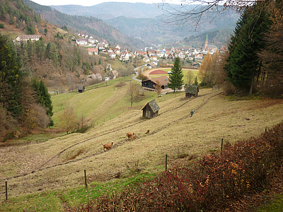 livada, dolina, pašnjak, planinarenje, Njemačka, trava, šuma