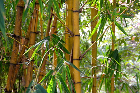 bambusest, metsa, troopilisest metsast, bambusest metsa, Bamboo taimed