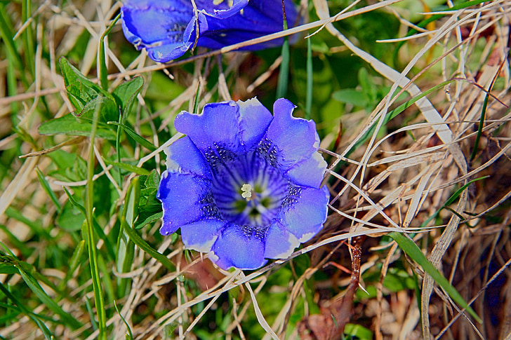 gentian, blossom, bloom, blue, flower, plant, spring gentian