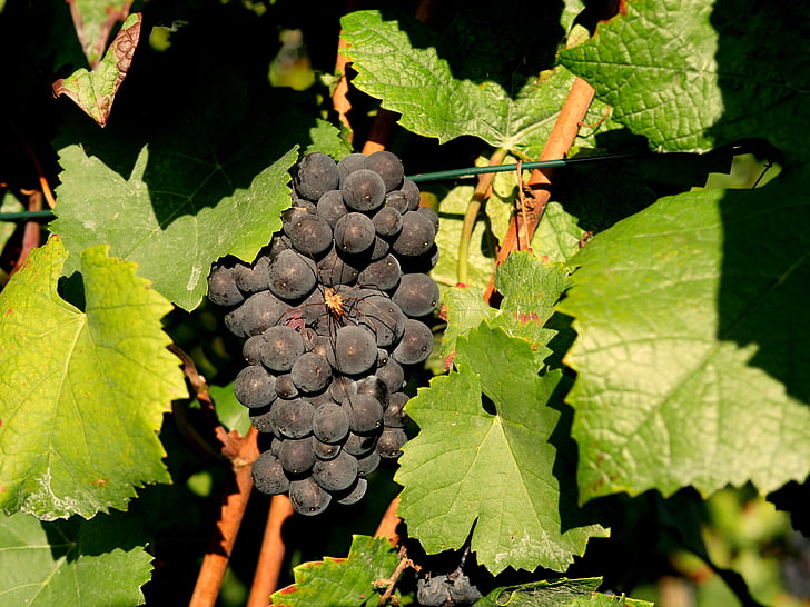 виноград, Красное вино, паук, Виноградник, виноградарство, красный, фрукты