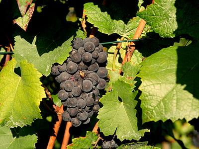 druiven, rode wijn, spin, wijngaard, wijnbouw, rood, fruit