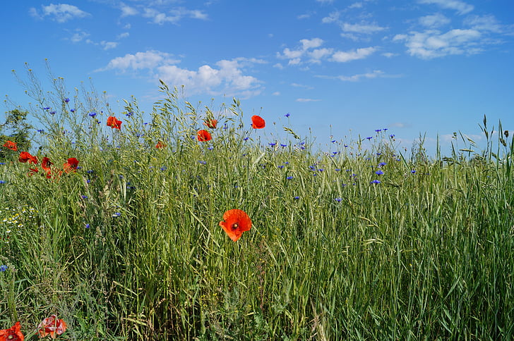nature, meadow, poppies, sky, grass, fields, summer