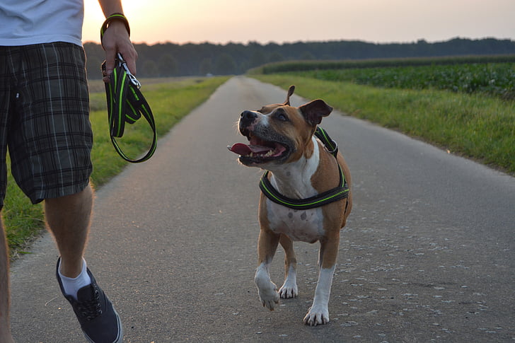 pies, Pitbull, amstaff, American staffordshire terrier, zachód słońca, pieszo, gassi