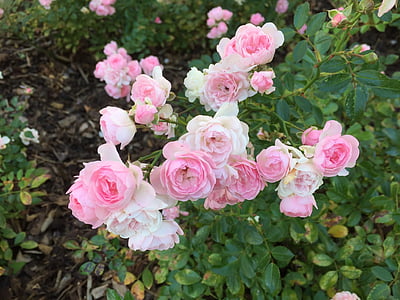 Rózsa, virágok, Pink rose, rózsa virágzik, Blossom, Bloom