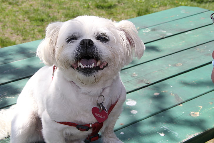 dog, white, cute, animal, portrait, domestic animal, pet