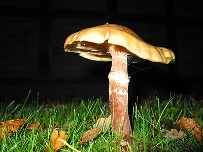 cogumelo, cogumelos, Outono, Prado