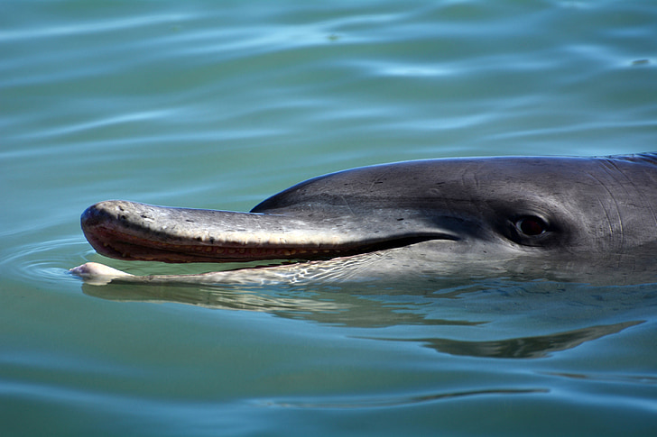 Delphin, Säugetier, Meeressäuger, Meeresbewohner, Tier, Flipper, Westaustralien