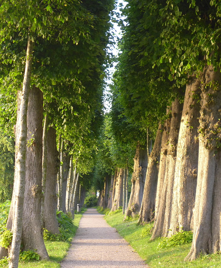 Natura, Avenue, Glücksburg, od, drzewo, lasu, na zewnątrz