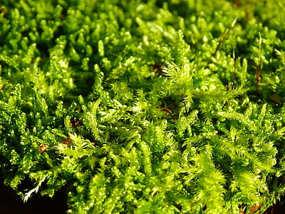 Moss, filigrana, verde, naturaleza, muy crecido, color verde, planta