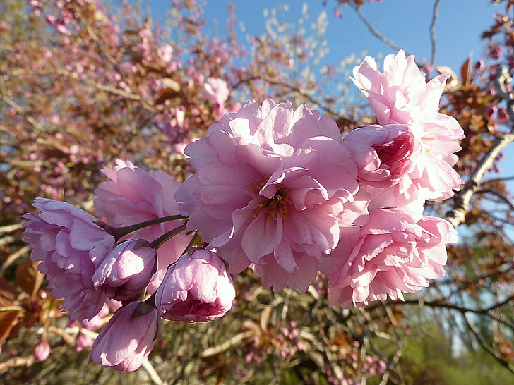 fleurs de Cerisier japonais, Prunus serrulata, cerisier ornemental, fleurs, fermer, Rose, cerisiers du Japon