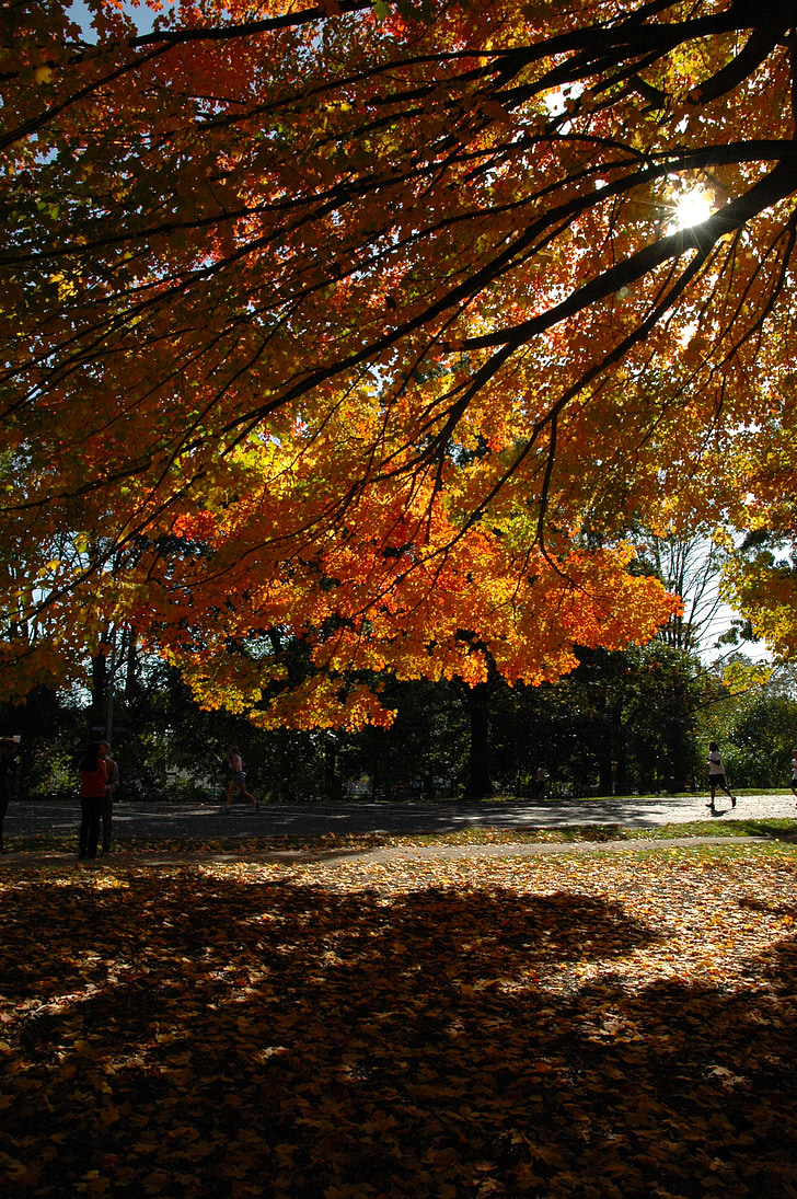 Есен, AUT, Есен, златна есен, есента цветове, Есен листа, листа