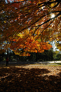 upadek, aut, jesień, Złota Jesień, kolory jesieni, jesienią liście, pozostawia