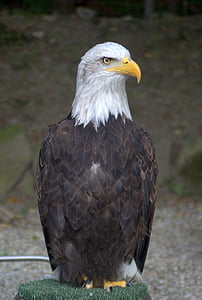 rääkida, Eagle, lind