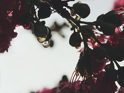 pink, leaves, flower, tree, water, branch, nature