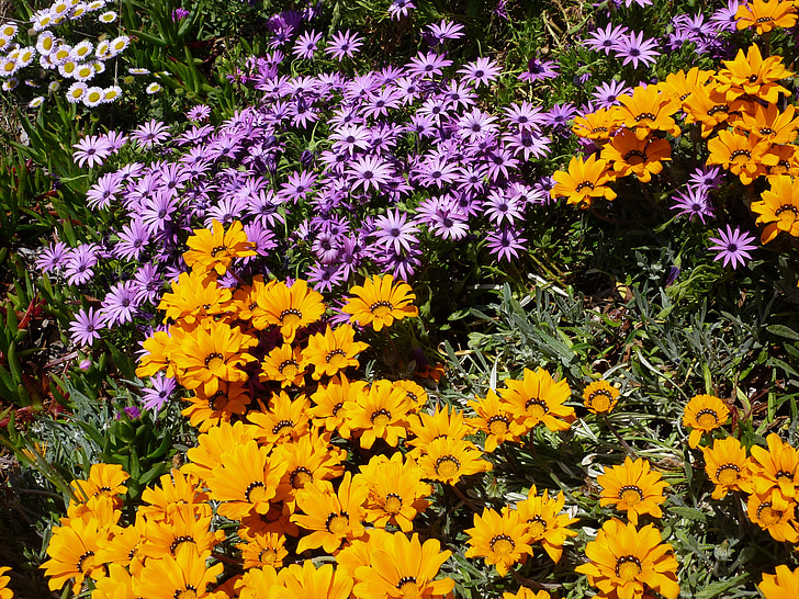 natur, blomster, gul, Violet, Massif