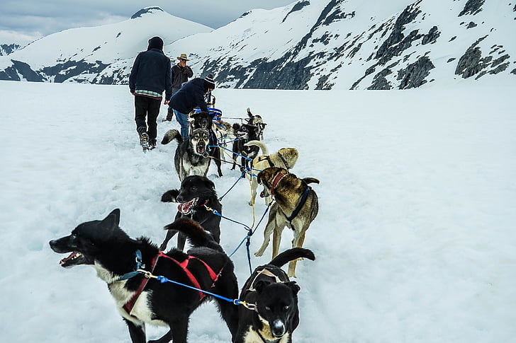 Sled dogs, Alaska, Dog sled, nartas, suns, kamanu ceļš, sniega
