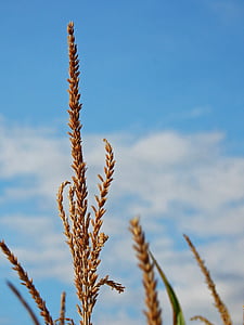 kukurydza, Mais naśladować, ucho, jedzenie, zboża, Rolnictwo, ziarna