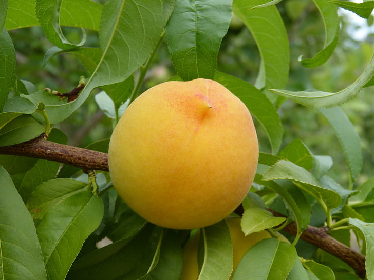 piersica, Peach vineyard, pom fructifer, vara, fructe, produse alimentare, frunze