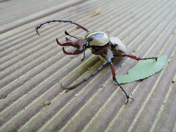 Stag beetle, Scarab, insekter, insekt, bille, dyr, natur