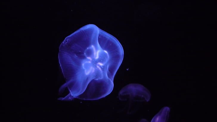 jellyfish, sea, water, blue, marine life, sea animal, creature