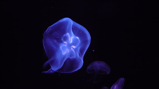 Medúza, Já?, voda, modrá, podmořský život, moře zvíře, tvor